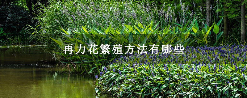 再力花繁殖方法有哪些