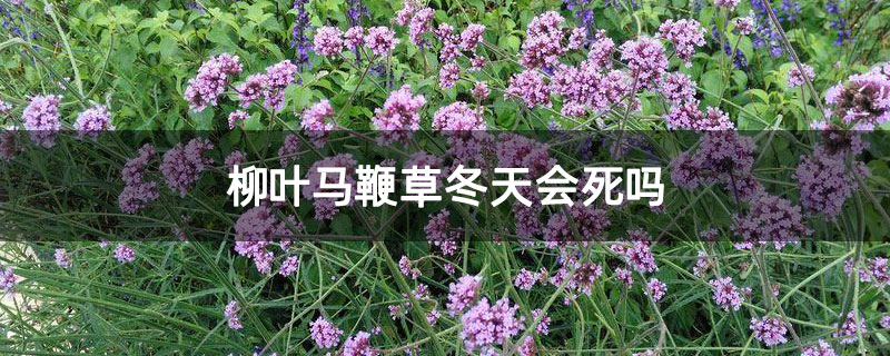 柳叶马鞭草冬天会死吗