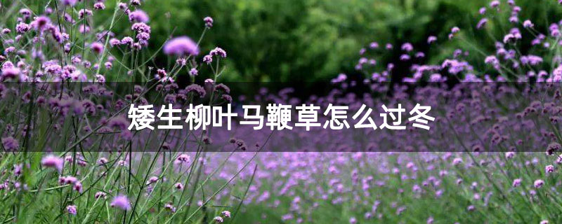 矮生柳叶马鞭草怎么过冬