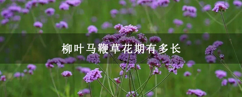 柳叶马鞭草花期有多长