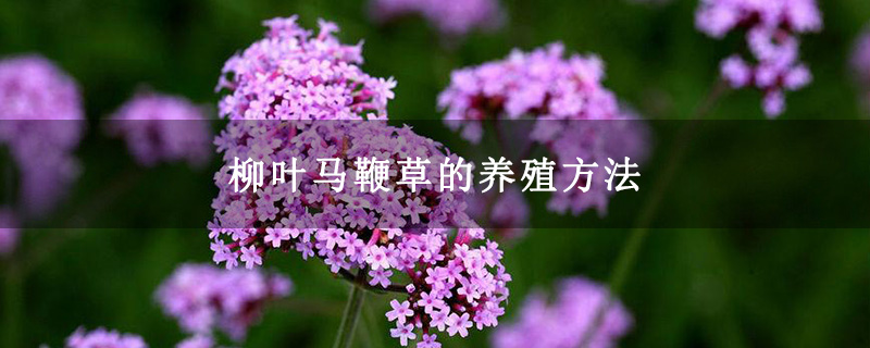 柳叶马鞭草的养殖方法
