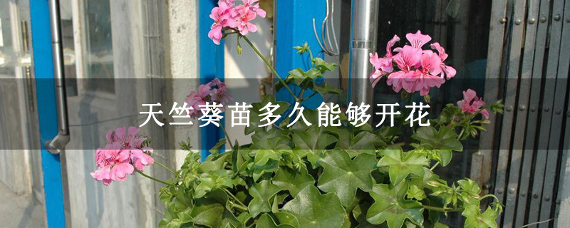 天竺葵苗多久能够开花