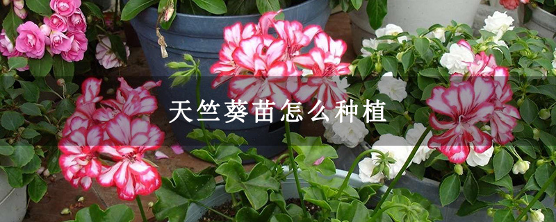 天竺葵苗怎么种植