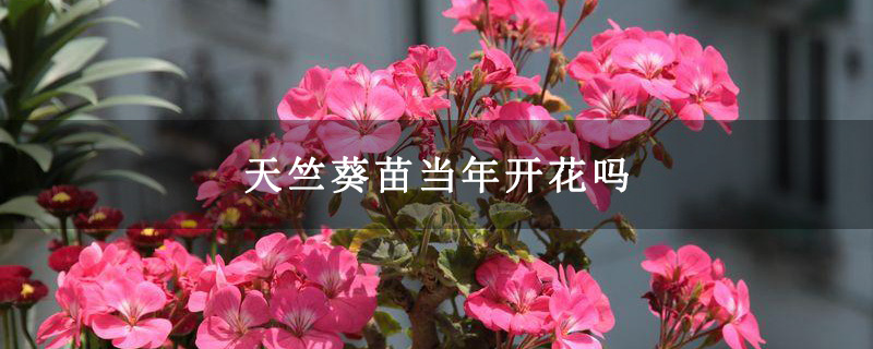 天竺葵苗当年开花吗