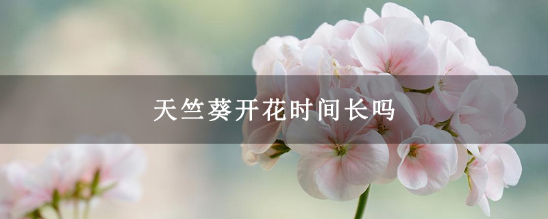 天竺葵开花时间长吗