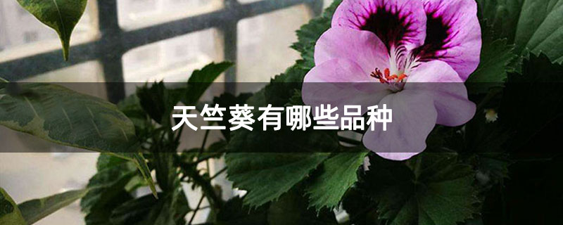 天竺葵有哪些品种