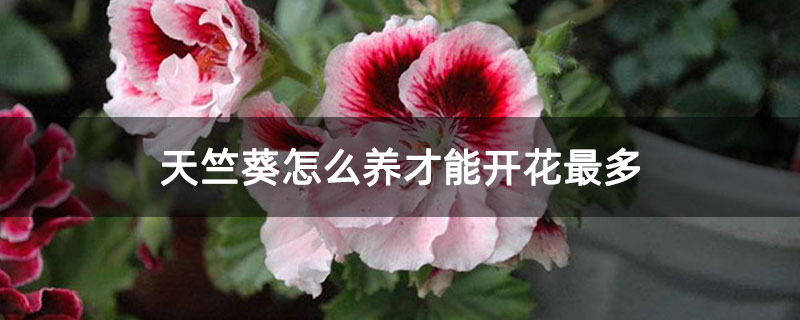 天竺葵怎么养才能开花最多