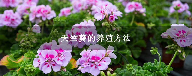 天竺葵的养殖方法
