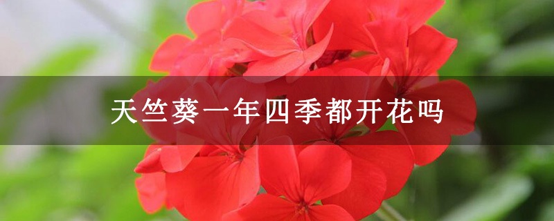 天竺葵一年四季都开花吗