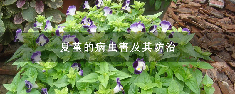 夏堇的病虫害及其防治