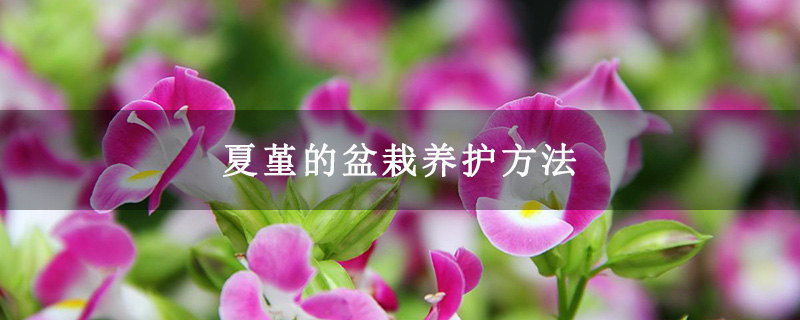 夏堇的盆栽养护方法
