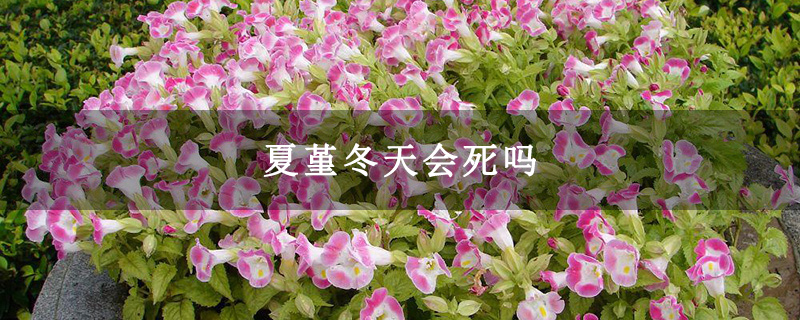 夏堇冬天会死吗