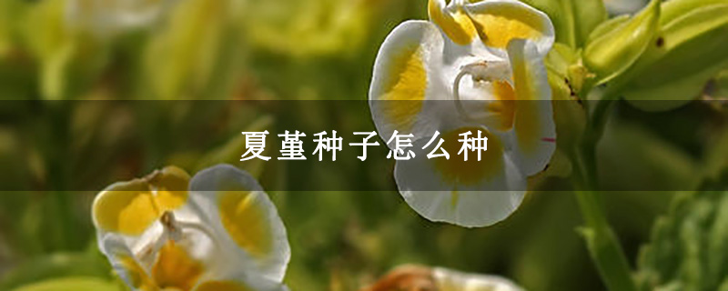夏堇种子怎么种