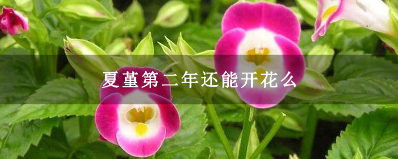 夏堇第二年还能开花么