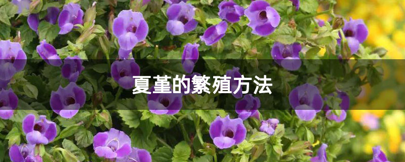 夏堇的繁殖方法
