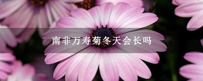 南非万寿菊冬天会长吗
