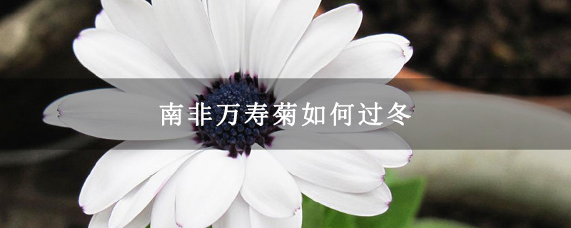 南非万寿菊如何过冬