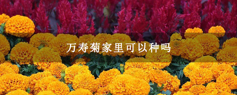 万寿菊家里可以种吗