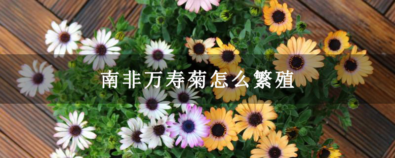 南非万寿菊怎么繁殖