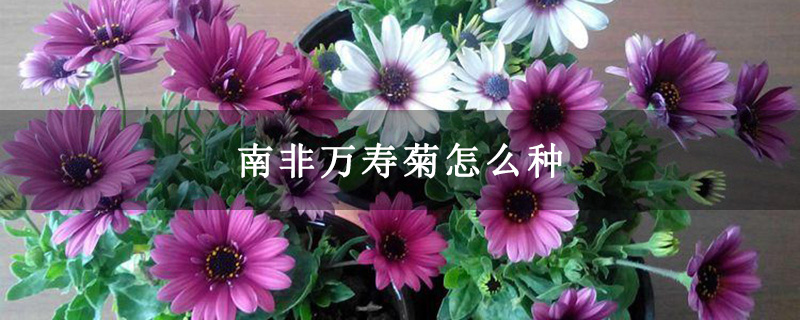南非万寿菊怎么种