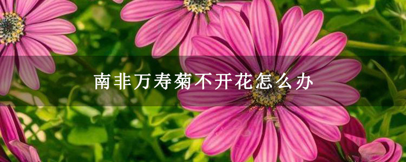 南非万寿菊不开花怎么办