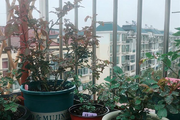 阳台月季