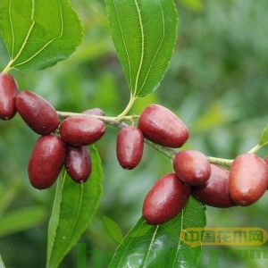 种植枣树生长期注意要点