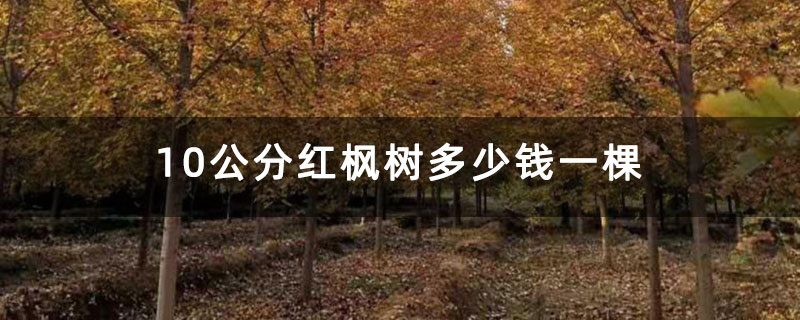10公分红枫树多少钱一棵