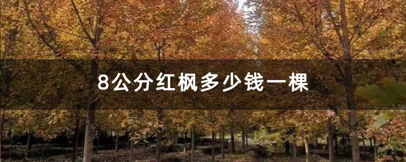 8公分红枫多少钱一棵