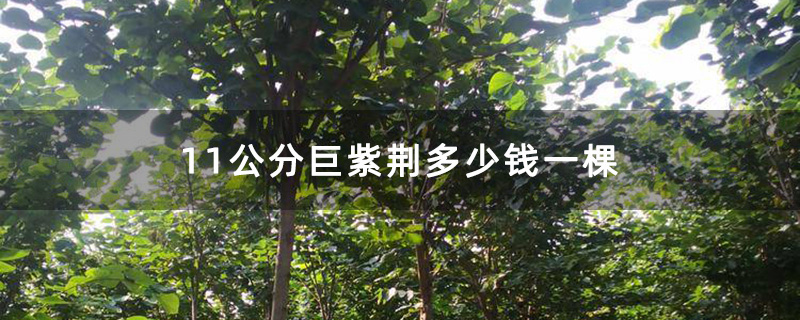 11公分巨紫荆多少钱一棵
