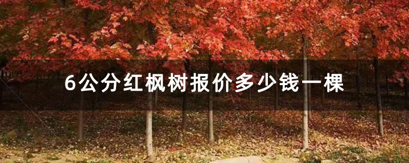 6公分红枫树报价多少钱一棵 6公分红枫树报价多少钱一棵