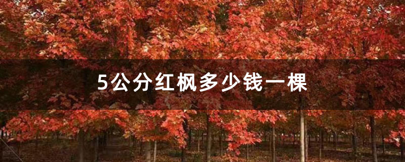 5公分红枫多少钱一棵 5公分红枫多少钱一棵