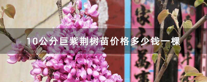 10公分巨紫荆树苗价格多少钱一棵