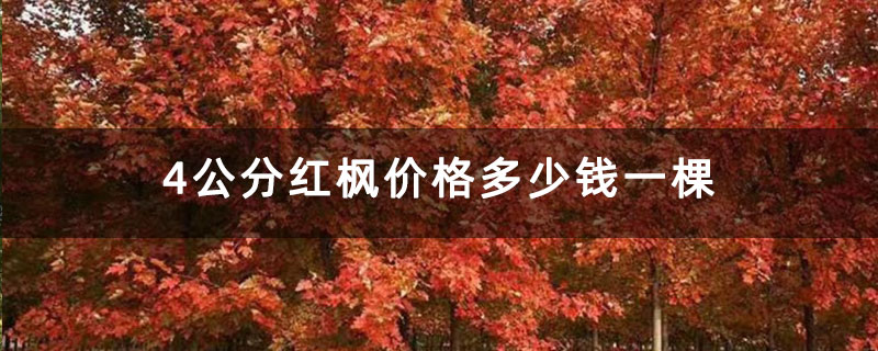 4公分红枫价格多少钱一棵