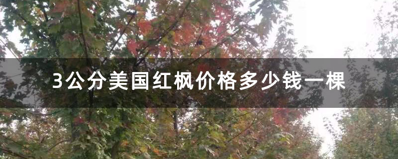 3公分红枫价格多少钱一棵