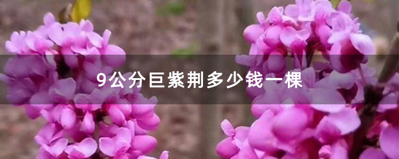 9公分巨紫荆多少钱一棵