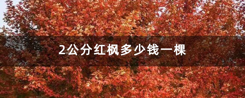 2公分红枫多少钱一棵