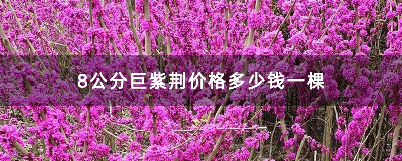 8公分巨紫荆价格多少钱一棵