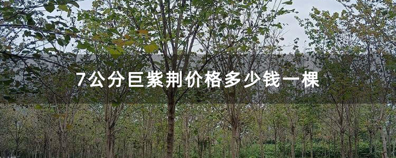 7公分巨紫荆价格多少钱一棵