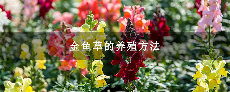 金鱼草的养殖方法