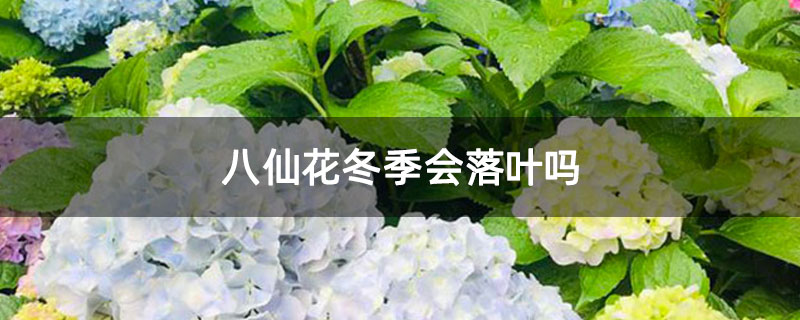 八仙花冬季会落叶吗