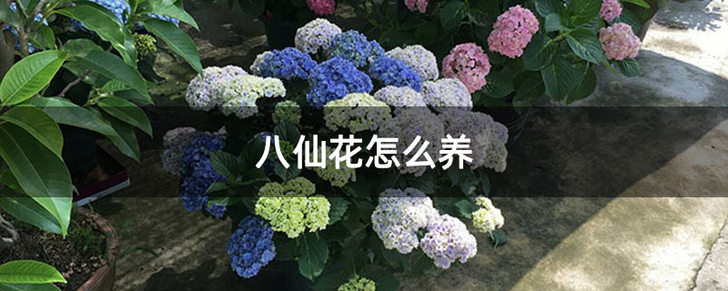 八仙花怎么养