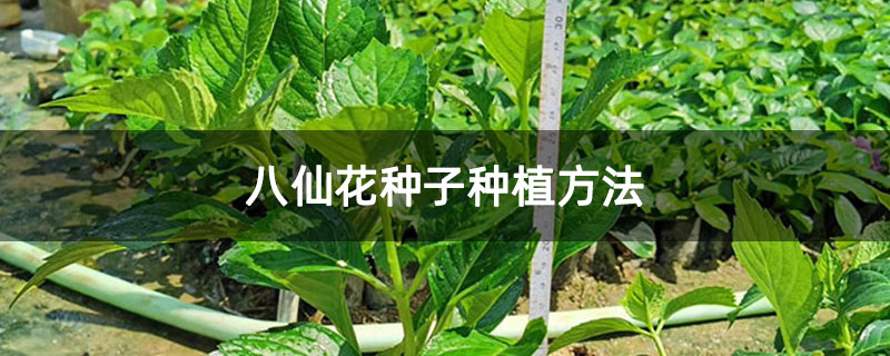 八仙花种子种植方法 八仙花种子种植方法