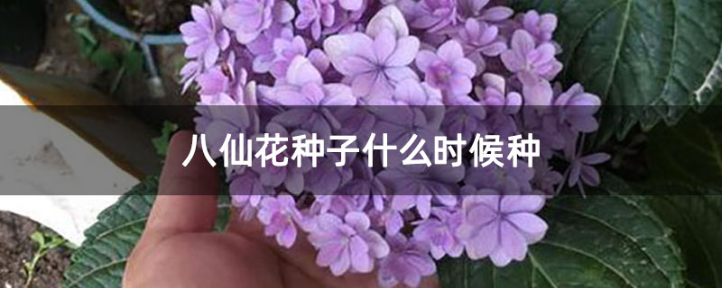 八仙花种子什么时候种