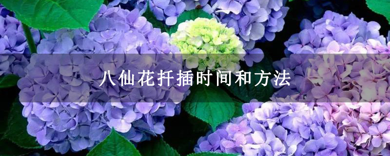 八仙花扦插时间和方法
