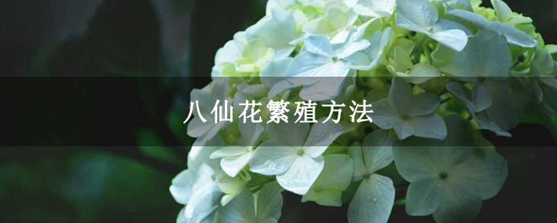 八仙花繁殖方法