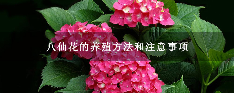 八仙花的养殖方法和注意事项