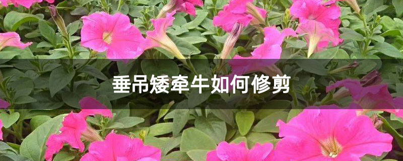 垂吊矮牵牛如何修剪