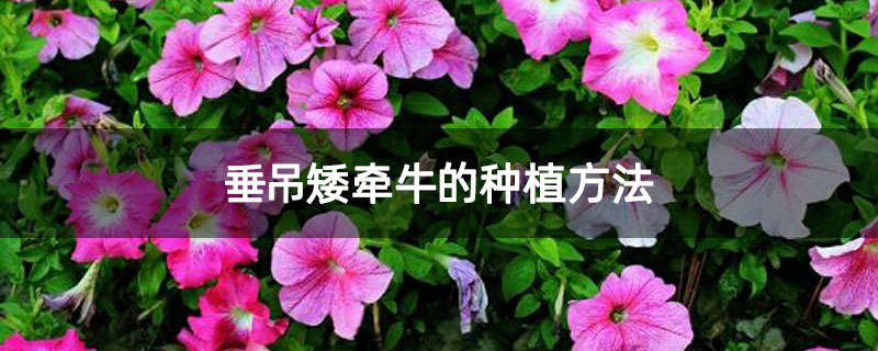 垂吊矮牵牛的种植方法 垂吊矮牵牛的种植方法