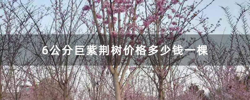 6公分巨紫荆树价格多少钱一棵